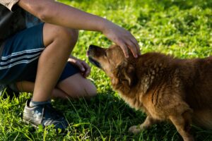How dogs help us heal | The Mental Gym